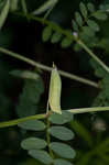 Louisiana vetch